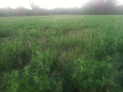 HOMEGROWN Life: The Gift of a Good Rain Image